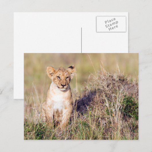 Junge Löwe Postkarte (Vorne/Hinten)