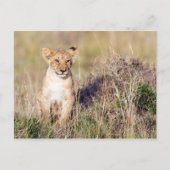 Junge Löwe Postkarte (Vorderseite)
