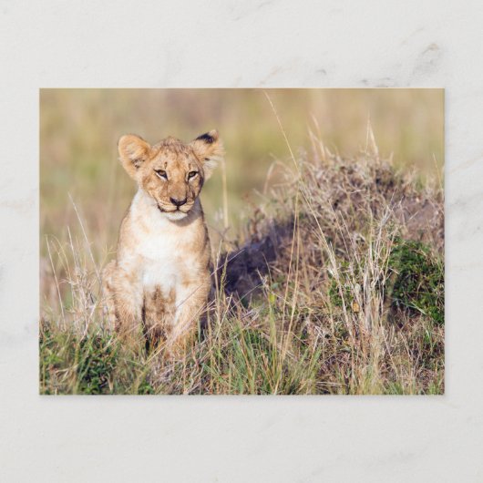 Junge Löwe Postkarte (Vorderseite)