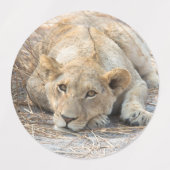 Junge Löwen Etiketten (Design 1)