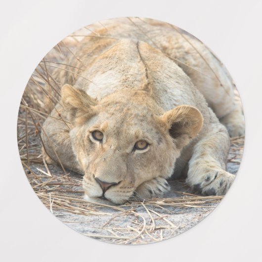 Junge Löwen Etiketten (Design 1)