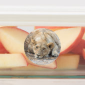 Junge Löwen Etiketten (Befestigt)