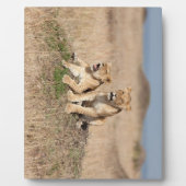 Junge Löwen Fotoplatte (Vorderseite)