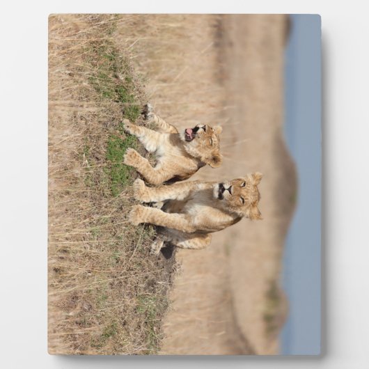 Junge Löwen Fotoplatte (Vorderseite)