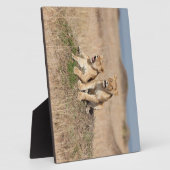 Junge Löwen Fotoplatte (Seite)