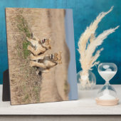 Junge Löwen Fotoplatte (Seite)