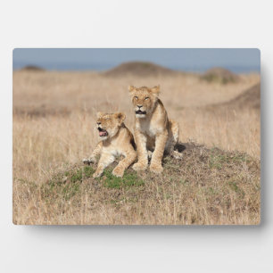 Junge Löwen Fotoplatte