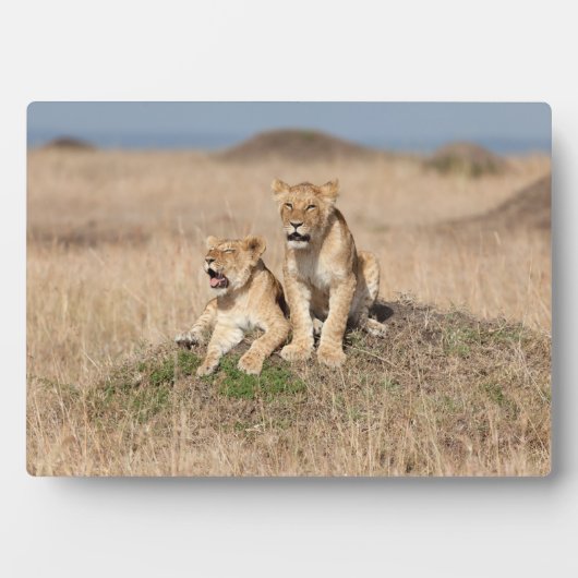 Junge Löwen Fotoplatte (Vorderseite)