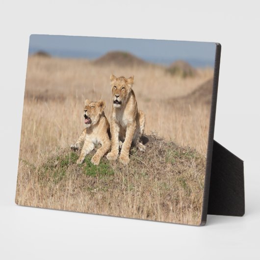 Junge Löwen Fotoplatte (Seite)