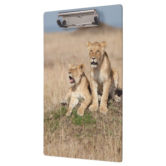 Junge Löwen Klemmbrett (Links)