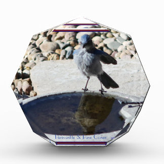Junge mächtige blaue Vögel schauen sich im Teich a Fotoblock