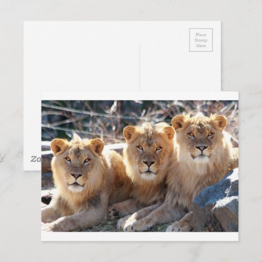 JUNGE MALE LIONS POSTKARTE (Vorne/Hinten)