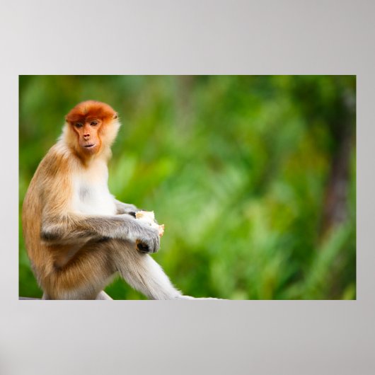 Junge männliche Proboskastie in freier Wildbahn au Poster (Vorne)