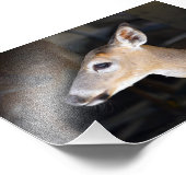 Junge männliche Schlüsselrüber, Florida Fotodruck (Ecke)