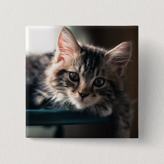Junge männliche Tabby-Katze 2 Button (Vorderseite)