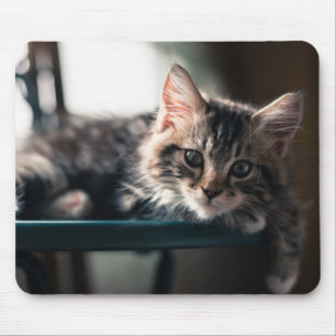 Junge männliche Tabby-Katze 2 Mousepad