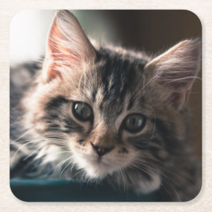 Junge männliche Tabby-Katze 2 Rechteckiger Pappuntersetzer