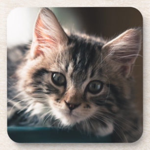 Junge männliche Tabby-Katze 2 Untersetzer