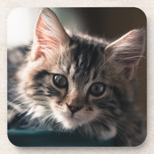 Junge männliche Tabby-Katze 2 Untersetzer (Vorderseite)