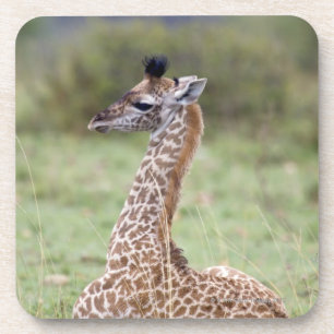 Junge Masai-Giraffe (Giraffa camelopardalis Untersetzer