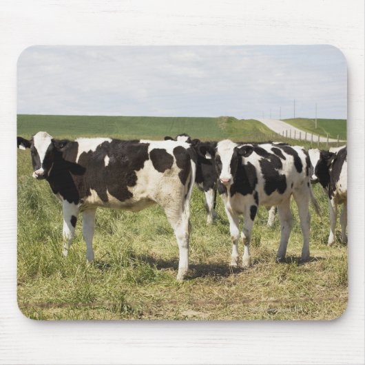 Junge Milchrinder in Weiden Mousepad (Vorne)