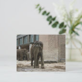 Junge, neugierige Elefanten Postkarte (Stehend Vorderseite)