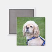 Junge niedliche Hunde posieren. Magnet (Vorderseite/Rückseite)