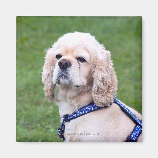 Junge niedliche Hunde posieren. Magnet (Vorne)