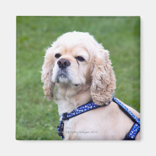 Junge niedliche Hundeaufstellung Magnet