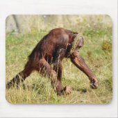 Junge Orang-Utan auf Gras Mousepad (Vorne)