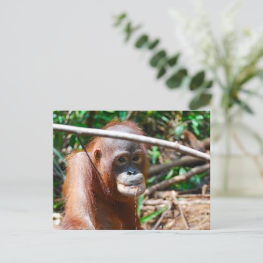 Junge Orangutan Drinks Wasser auf der Insel Borneo Postkarte (Stehend Vorderseite)