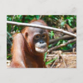 Junge Orangutan Drinks Wasser auf der Insel Borneo Postkarte (Vorderseite)