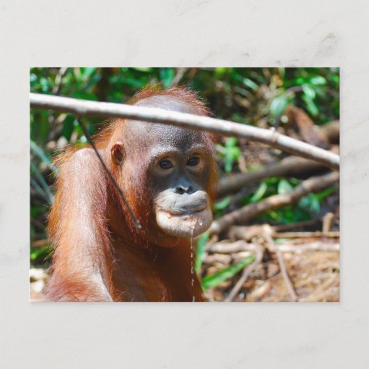 Junge Orangutan Drinks Wasser auf der Insel Borneo Postkarte (Vorderseite)