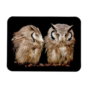 Junge Owlets Magnet