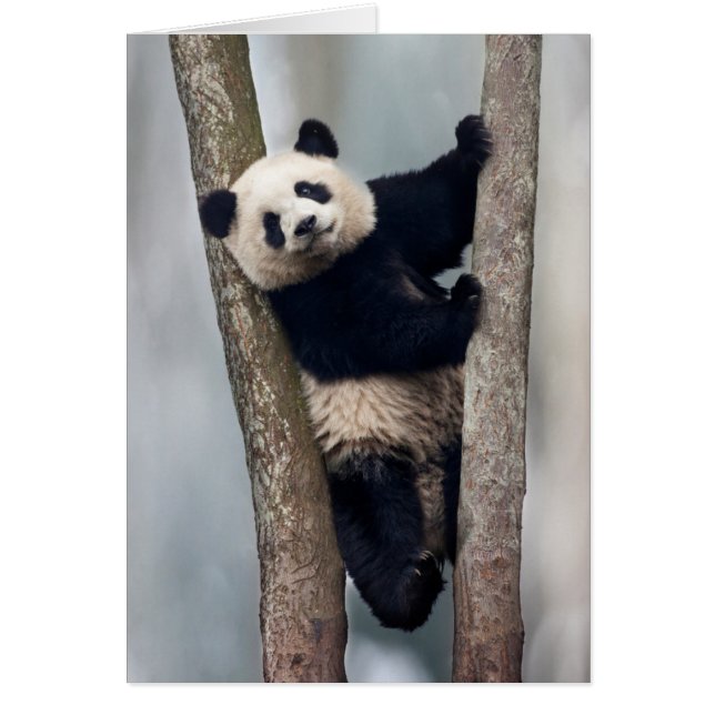Junge Panda klettert auf einen Baum, China (Vorne)