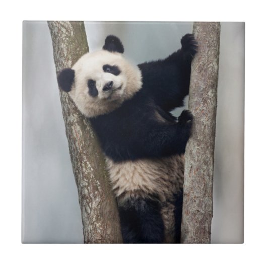 Junge Panda klettert auf einen Baum, China Fliese (Vorderseite)