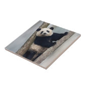 Junge Panda klettert auf einen Baum, China Fliese (Seite)