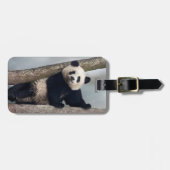 Junge Panda klettert auf einen Baum, China Gepäckanhänger (Vorderseite horizontal)