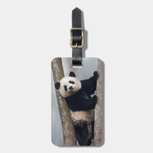 Junge Panda klettert auf einen Baum, China Gepäckanhänger (Vorderseite vertikal)