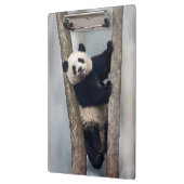 Junge Panda klettert auf einen Baum, China Klemmbrett (Links)
