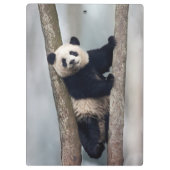 Junge Panda klettert auf einen Baum, China Klemmbrett (Rückseite)