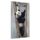 Junge Panda klettert auf einen Baum, China Klemmbrett (Rechts)