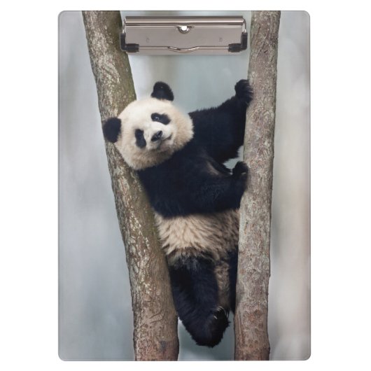Junge Panda klettert auf einen Baum, China Klemmbrett (Vorderseite)
