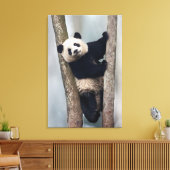 Junge Panda klettert auf einen Baum, China Leinwanddruck (Insitu (Wohnzimmer))
