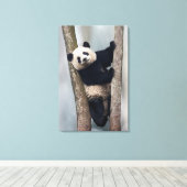 Junge Panda klettert auf einen Baum, China Leinwanddruck (Insitu (Holzboden))