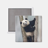 Junge Panda klettert auf einen Baum, China Magnet (Vorderseite/Rückseite)