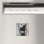 Junge Panda klettert auf einen Baum, China Magnet (In Situ (Geschirrspüler))