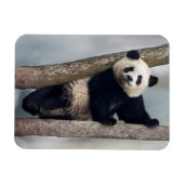 Junge Panda klettert auf einen Baum, China Magnet (Horizontal)