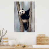Junge Panda klettert auf einen Baum, China Poster (Küche)