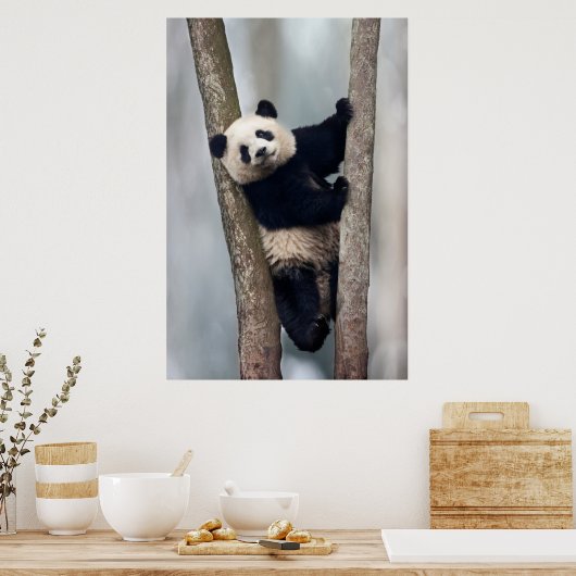 Junge Panda klettert auf einen Baum, China Poster (Küche)